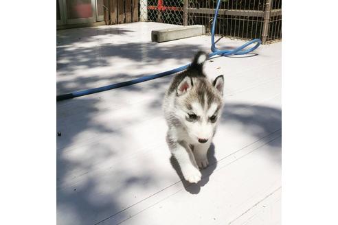 成約済の茨城県のシベリアンハスキー-136138の1枚目