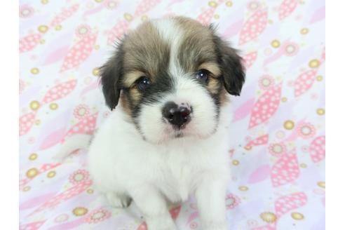 成約済の千葉県のパピヨン-136139の1枚目