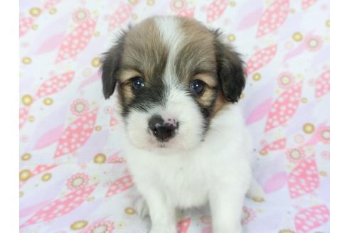 成約済の千葉県のパピヨン-136139の4枚目