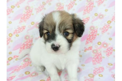 成約済の千葉県のパピヨン-136139の3枚目