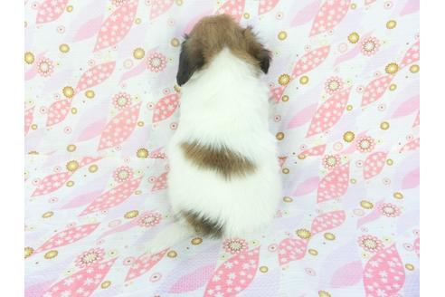 成約済の千葉県のパピヨン-136139の2枚目