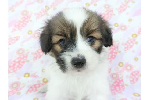 成約済の千葉県のパピヨン-136141の4枚目