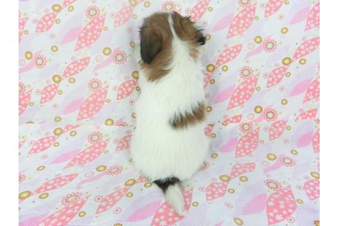 成約済の千葉県のパピヨン-136141の2枚目