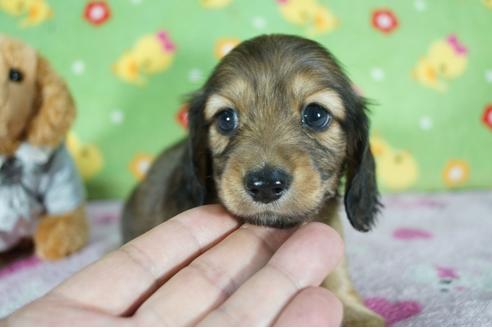 成約済の兵庫県のカニンヘンダックスフンド(ロングヘアード)-136149の1枚目