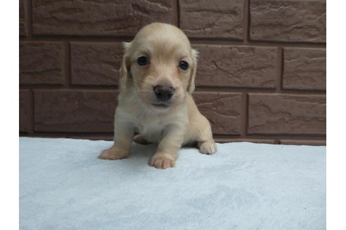 成約済の埼玉県のミニチュアダックスフンド(ロングヘアード)-136152