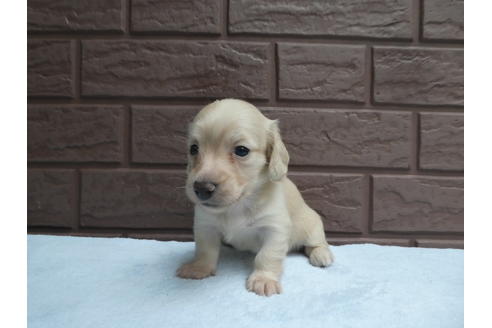 成約済の埼玉県のミニチュアダックスフンド(ロングヘアード)-136152の3枚目