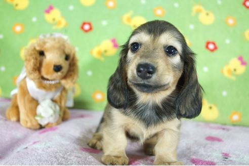 成約済の兵庫県のミニチュアダックスフンド(ロングヘアード)-136153の4枚目