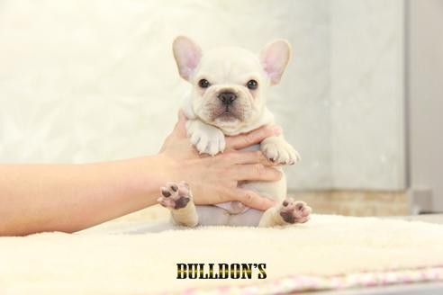 成約済の東京都のフレンチブルドッグ-136171の1枚目