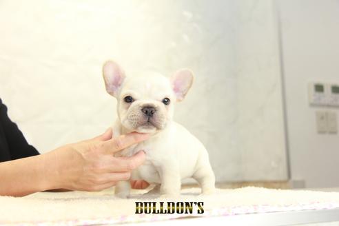 成約済の東京都のフレンチブルドッグ-136171の7枚目