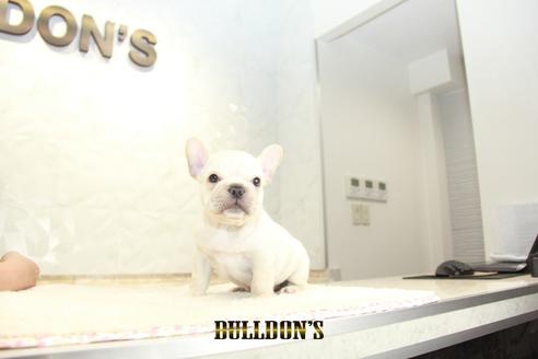 成約済の東京都のフレンチブルドッグ-136171の6枚目