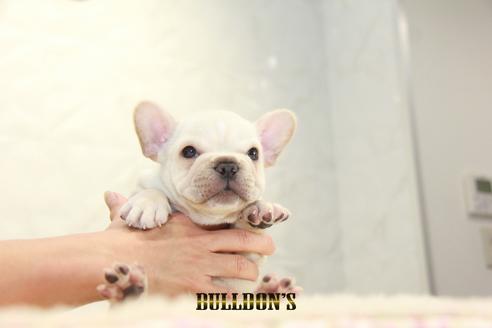 成約済の東京都のフレンチブルドッグ-136171の4枚目