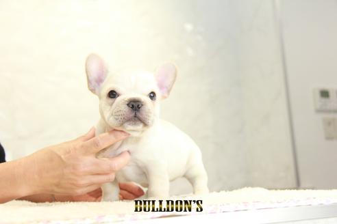 成約済の東京都のフレンチブルドッグ-136171の3枚目