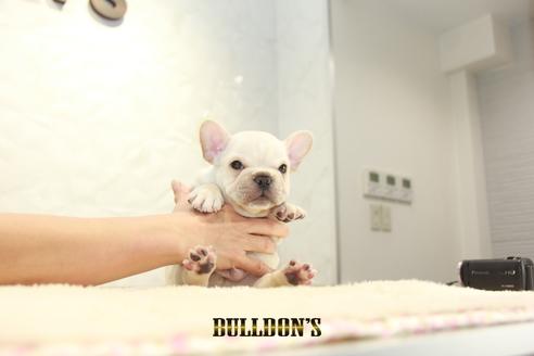 成約済の東京都のフレンチブルドッグ-136171の2枚目