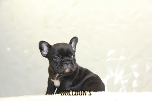 成約済の東京都のフレンチブルドッグ-136172の7枚目