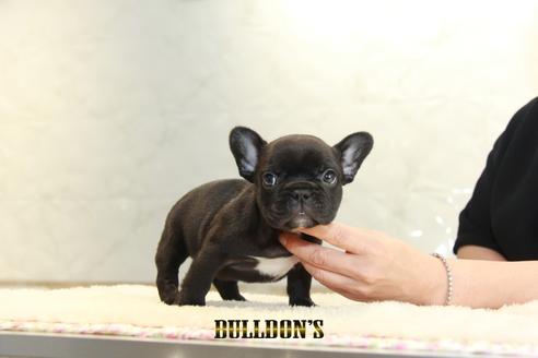 成約済の東京都のフレンチブルドッグ-136172の6枚目