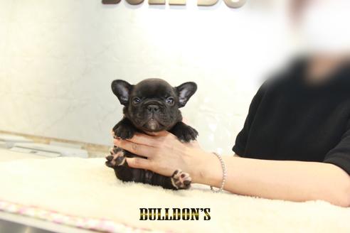 成約済の東京都のフレンチブルドッグ-136172の5枚目