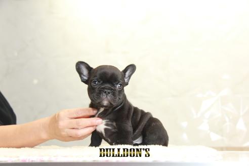 成約済の東京都のフレンチブルドッグ-136172の4枚目