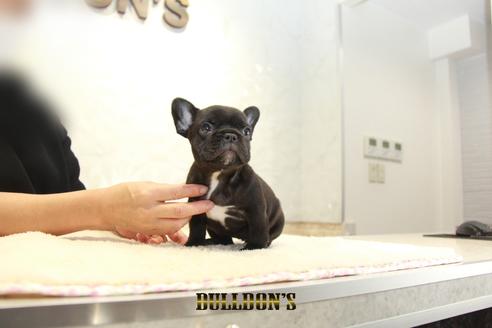 成約済の東京都のフレンチブルドッグ-136172の2枚目