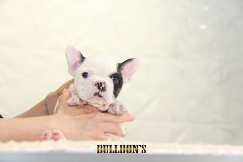 成約済の東京都のフレンチブルドッグ-136173