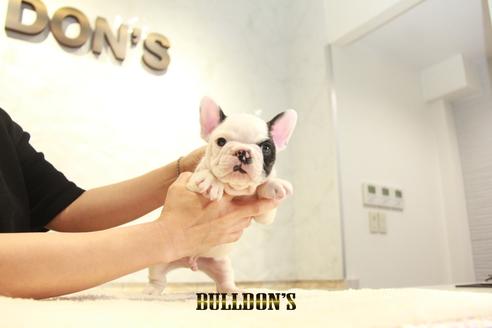 成約済の東京都のフレンチブルドッグ-136173の7枚目