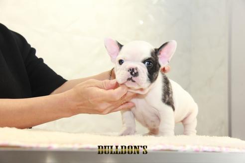 成約済の東京都のフレンチブルドッグ-136173の6枚目