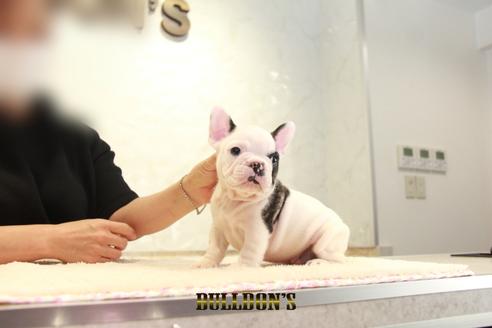 成約済の東京都のフレンチブルドッグ-136173の5枚目