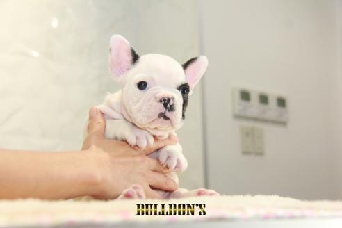 成約済の東京都のフレンチブルドッグ-136173の4枚目