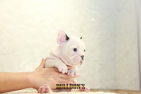 成約済の東京都のフレンチブルドッグ-136173の3枚目