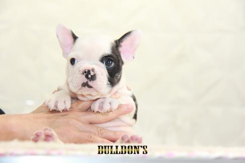 成約済の東京都のフレンチブルドッグ-136173の2枚目