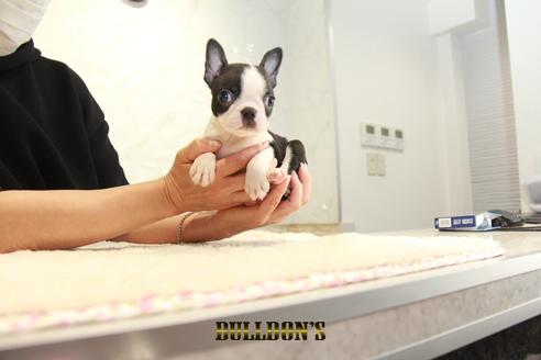 成約済の東京都のボストンテリア-136174の6枚目