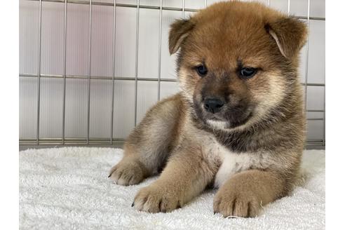 成約済の岡山県の柴犬-136194の5枚目