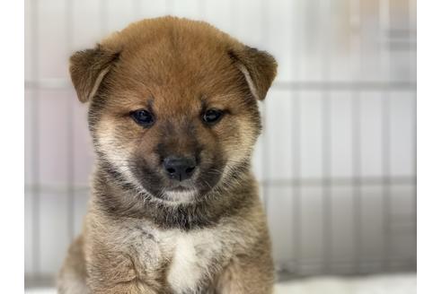 成約済の岡山県の柴犬-136194の3枚目