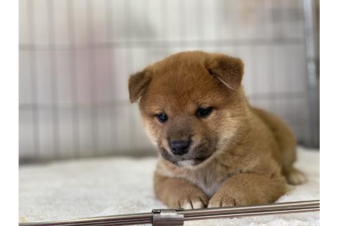 成約済の岡山県の柴犬-136197の4枚目