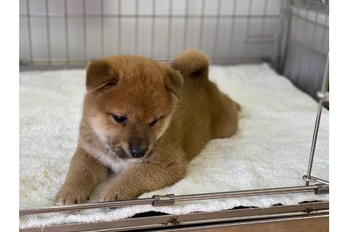 成約済の岡山県の柴犬-136197の3枚目