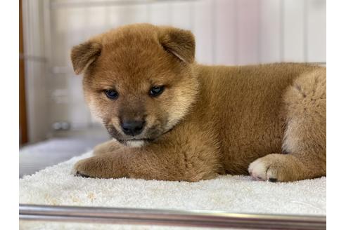 成約済の岡山県の柴犬-136197