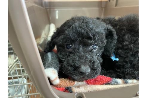 成約済の愛媛県のトイプードル-136204の2枚目