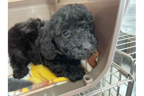 成約済の愛媛県のトイプードル-136204の3枚目