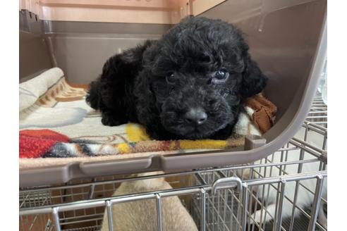 成約済の愛媛県のトイプードル-136204