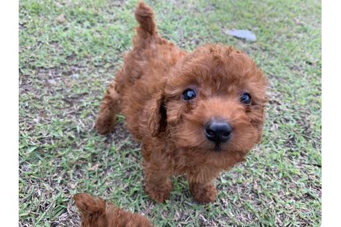 成約済の静岡県のトイプードル-136181の1枚目