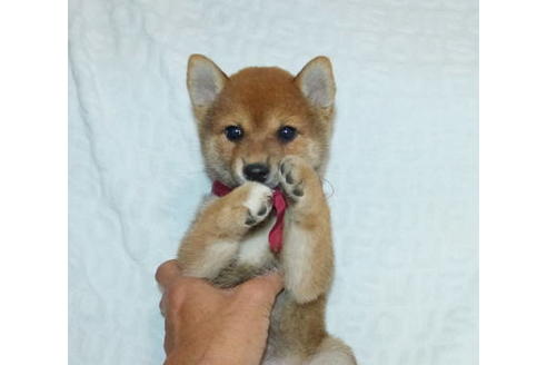 成約済の静岡県の柴犬-136235の1枚目