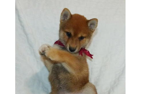 成約済の静岡県の柴犬-136235の7枚目