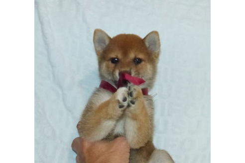 成約済の静岡県の柴犬-136235の5枚目