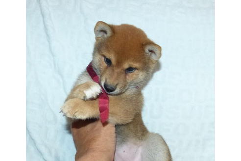 成約済の静岡県の柴犬-136235の4枚目