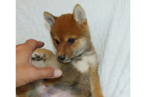 成約済の静岡県の柴犬-136235の3枚目