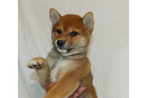 成約済の静岡県の柴犬-136235の2枚目