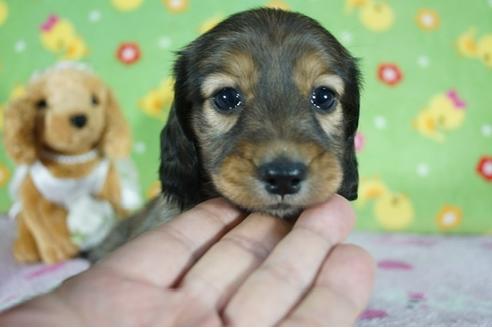 成約済の兵庫県のカニンヘンダックスフンド(ロングヘアード)-136247の1枚目