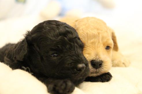 成約済の愛知県のトイプードル-133751の22枚目