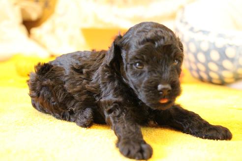 成約済の愛知県のトイプードル-133751の21枚目