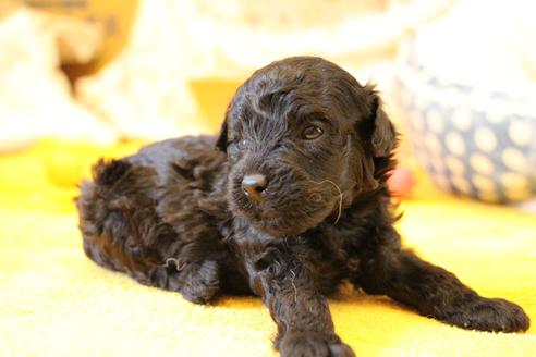 成約済の愛知県のトイプードル-133751の20枚目