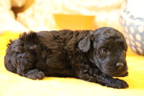 成約済の愛知県のトイプードル-133751の19枚目